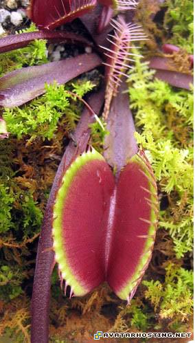 moore prints shoes avatar avators CanibalTree05