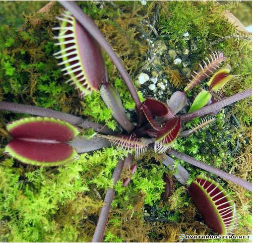 ebay picture host new photo album extinct insects CanibalTree06