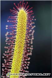 ladybugs habitats endangered insect biome insects CanibalTree10