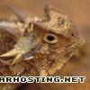 Horned Lizard texashornedlizard100x100