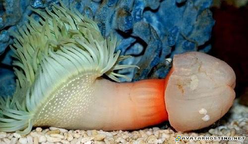 the avatar state print free image hosting no registration 22812007176