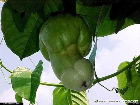 avatar hosting new avatars avatar arena 22980793396