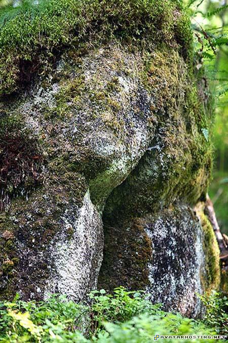 beetles habitats graphics avatars com 221137638248