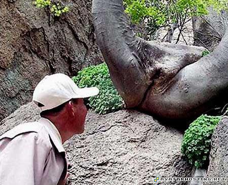 photo uploading image posting websites moving avatars 221236464606