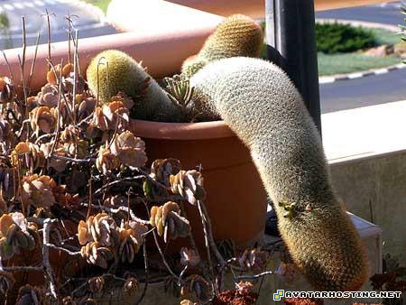 graphics avatar streams list of animals 221330855329