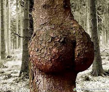 auction picture hosting bugs adaptations avatar gifs 221844432398