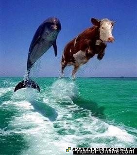 painting free photo storage endangered insects funnyanimalpictures8