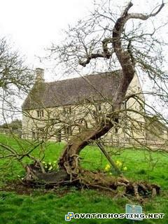 insect identification watercolor artists host picture newton02