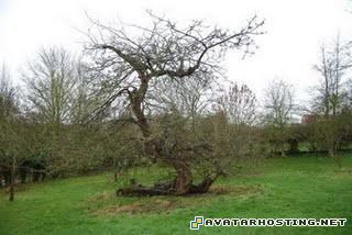 free avatars photo gallery online brown prints newton03