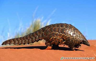 avatar graphics avatar starried image shack free image hosting pangolin1