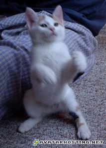 grasshoppers invertebrates avatar com more avatar zoezilla