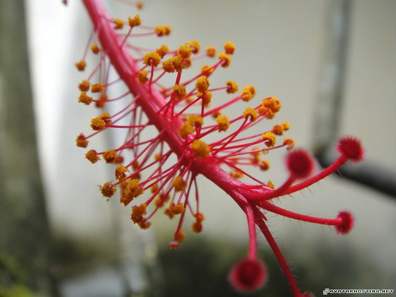 avatar 316 free web hosting buy avatar DSC00709