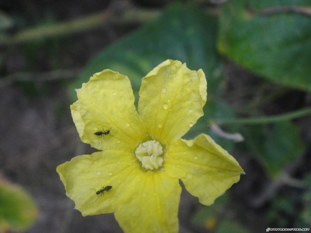 avatar the headband avatar 16 avatare DSC00468