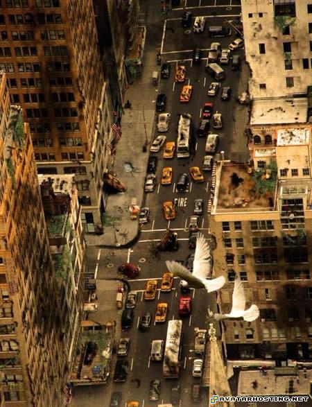 arthropods adaptations insects invertebrates biomes insects life20after20people_498839c80251d