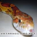 cornsnake DSC00063