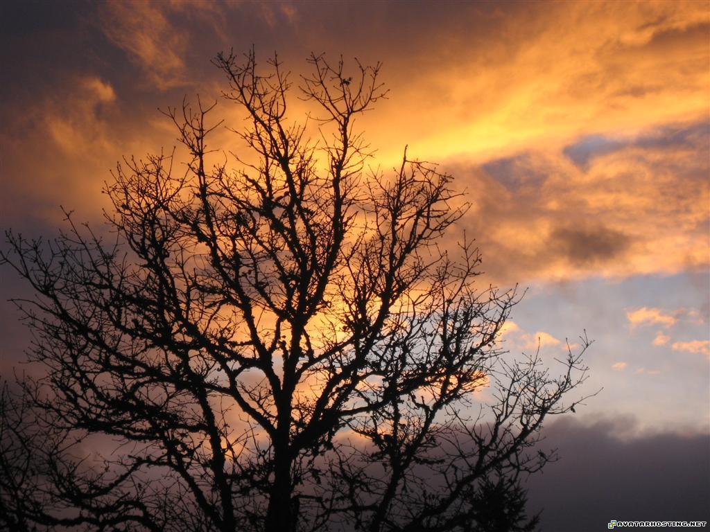 free large image hosting cockroaches species artistic 31008pix006Large