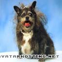 avatar collection ugly_dog