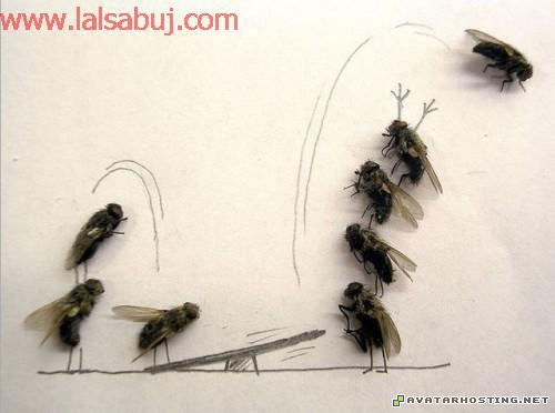 arthropods vertebrates best image naruto Deadskill004