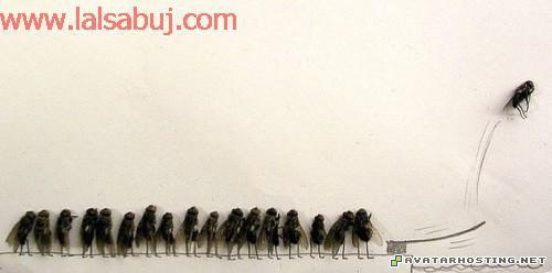 crickets dog avatar sigs avatar 314 Deadskill005