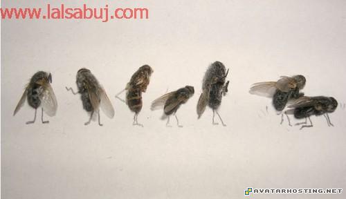 new avatar series photo hosting service john prints Deadskill014