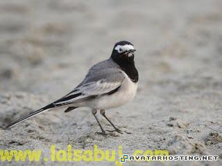 avatar map swan prints anderson prints 52