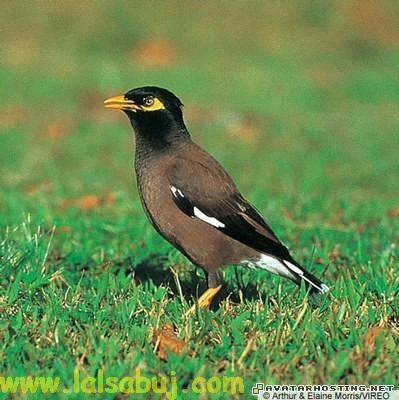 avatar videos avatar halloween costumes fantasy avatars 72