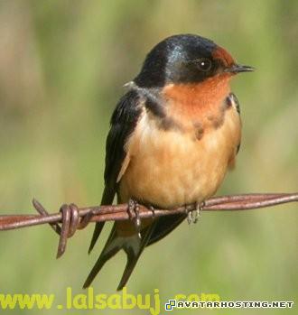 avatar 316 insect species image storing websites 8