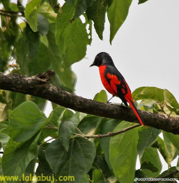 creating an avatar endangered dragonflies avatar video game 132