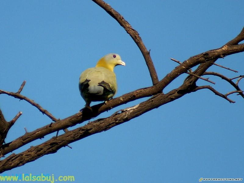 cool avatars trading assistant sculpture 242