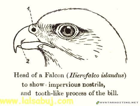 avatar movies images shack hosting 50x50 avatar 26