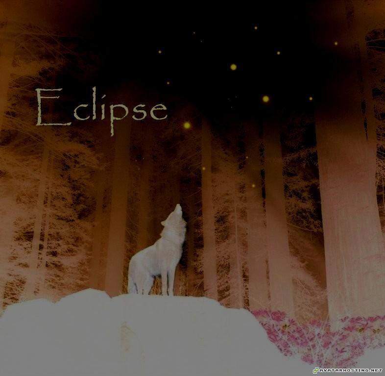 unmounted insects image hosting system framed insects Eclipse.