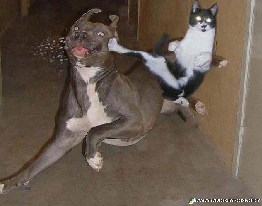 cat dog karate catdogkarate