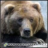 bear bearavatar