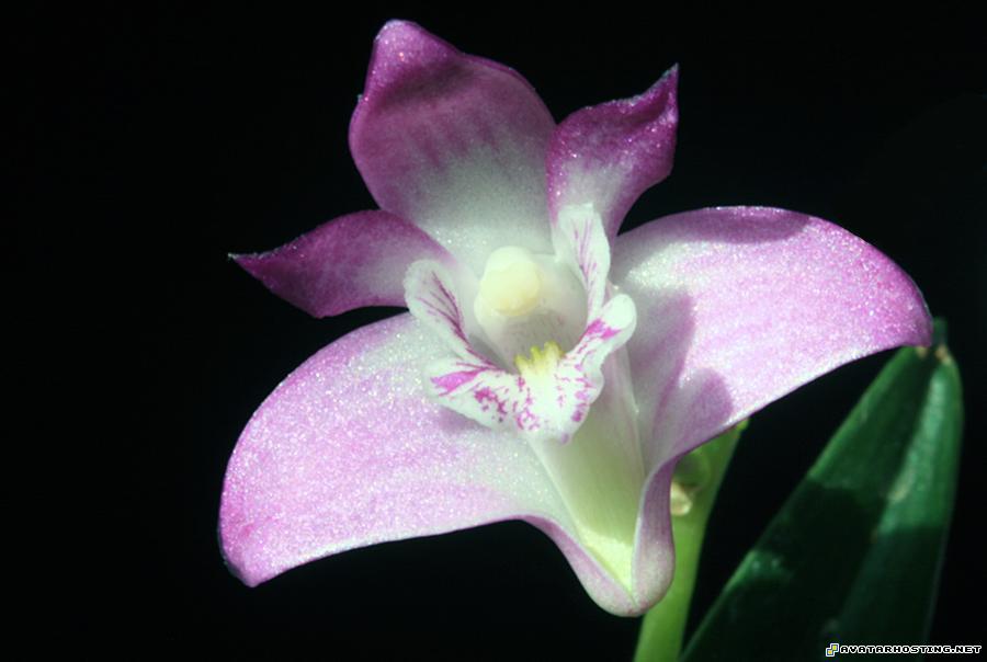 photo site avatar buddy icons avatar 319 dendkingianum4a