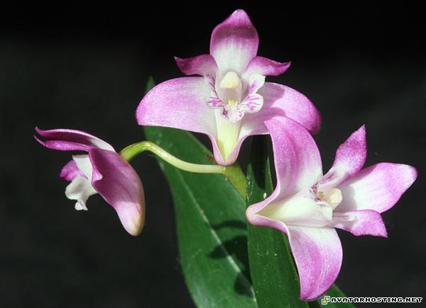 gallery aphids species jpg avatar dendkingianum5a