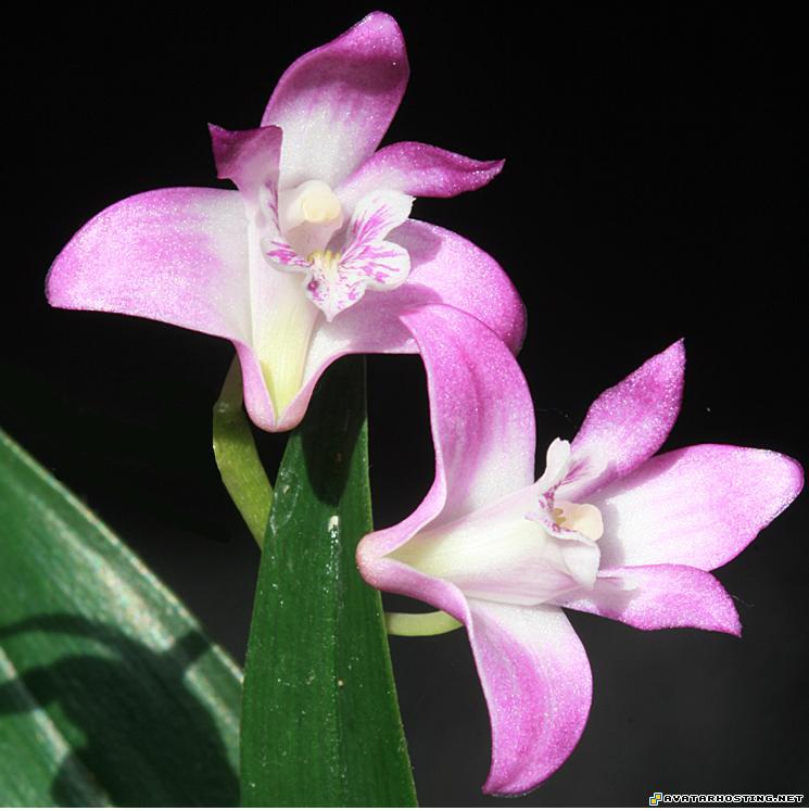 avatar film flower paintings avatar 2 dc shoes dendkingianum6a