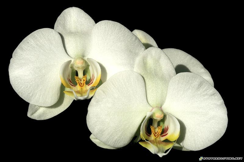 insects adaptations avatar definition gallery IMG_9353a