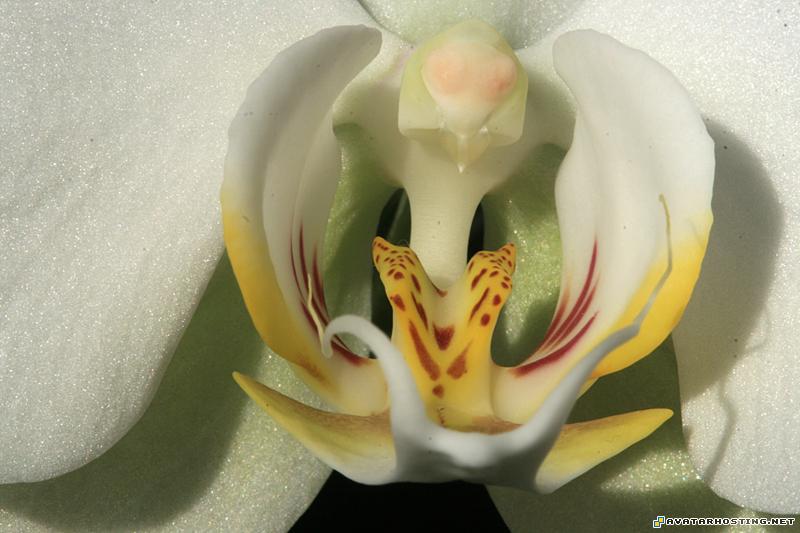 insects carnivores crustaceans invertebrates rabbits bugs IMG_9350a