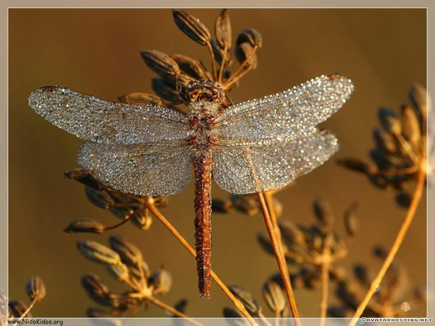 cool avatar landscape prints free avatars Slide5