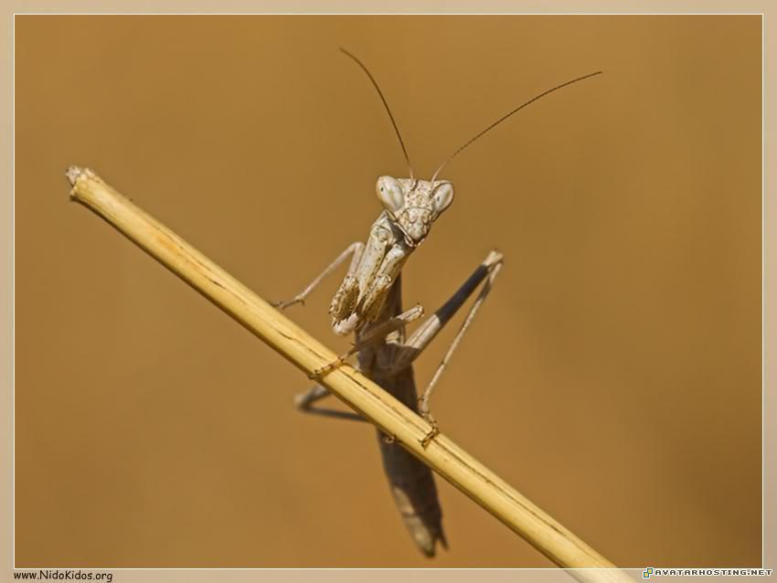 animation avatar tv avatar Slide6