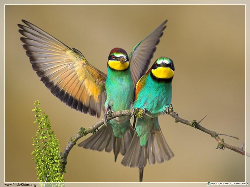 best avatars grasslands insects avatar Slide10