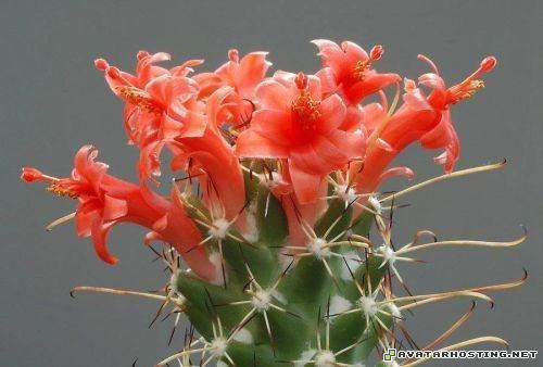 gottlieb prints portraits image shack photo hosting 1