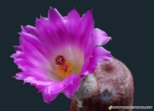 photo uploading photo image storage mtg serra avatar foil 2