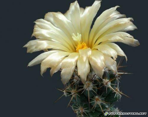 64x64 avatar jpg photos flower paintings 3