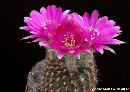 animals beetles sharing digital photo arthropods species 4