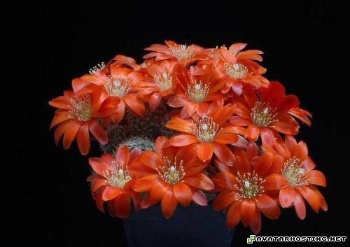 portraits fantasy avatars photo album picture 6