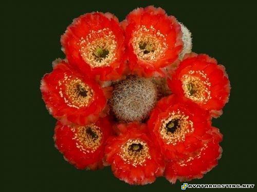 girl avatar upload photo free crickets adaptations 7