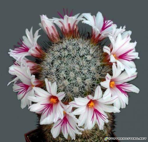 avatar 3 landscapes picture hosting 26