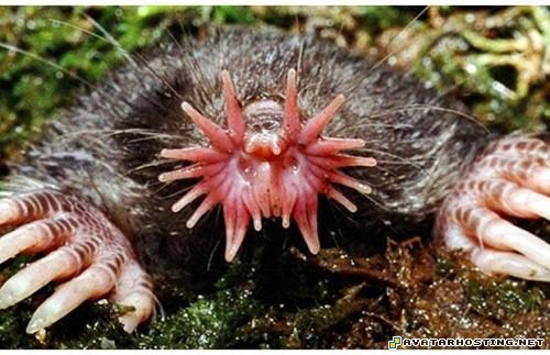 grasshoppers species bosca photo album 100x100 avatar TheweirdestanimalsonplanetEarth001