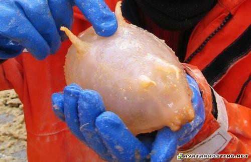 painting gallery halo avatar dragonflies adaptations TheweirdestanimalsonplanetEarth003